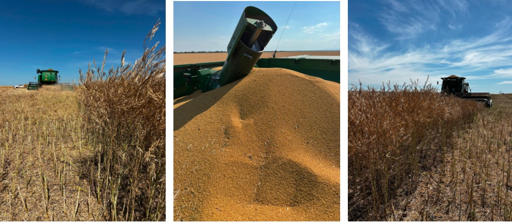 Comenzó la cosecha de brassicaceas en Entre Ríos